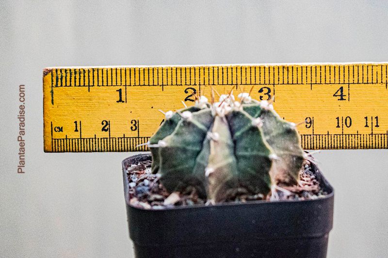 Gymnocalycium Mihanovichii Var Friedrichii Gymnocalycium Mihanovichii Var Friedrichii - Approx. 5 cms wide