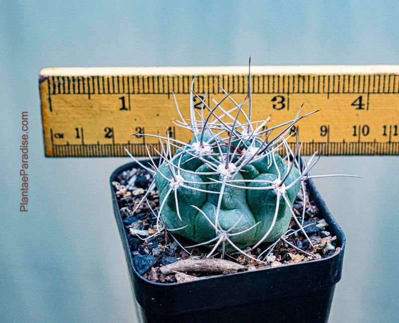 Gymnocalycium Monvillei Subs. Achirasense