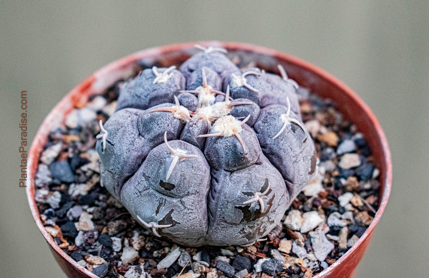 Gymnocalycium Prochazkianum Cactus Plant