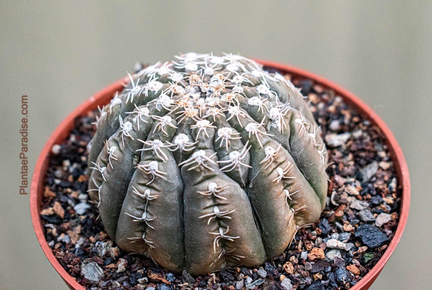 Gymnocalycium Ragonesei