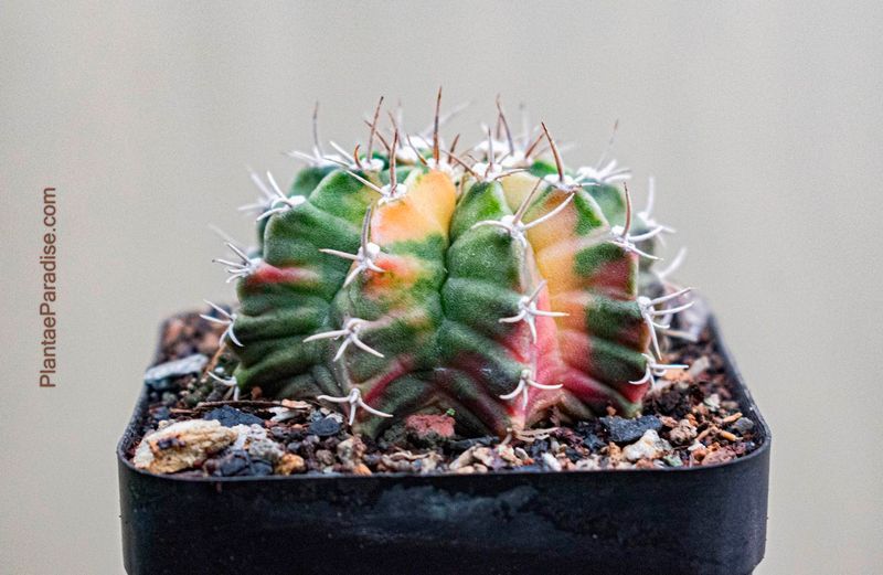 Gymnocalycium LB Hybrid Variegated Gymnocalycium LB Hybrid Variegated