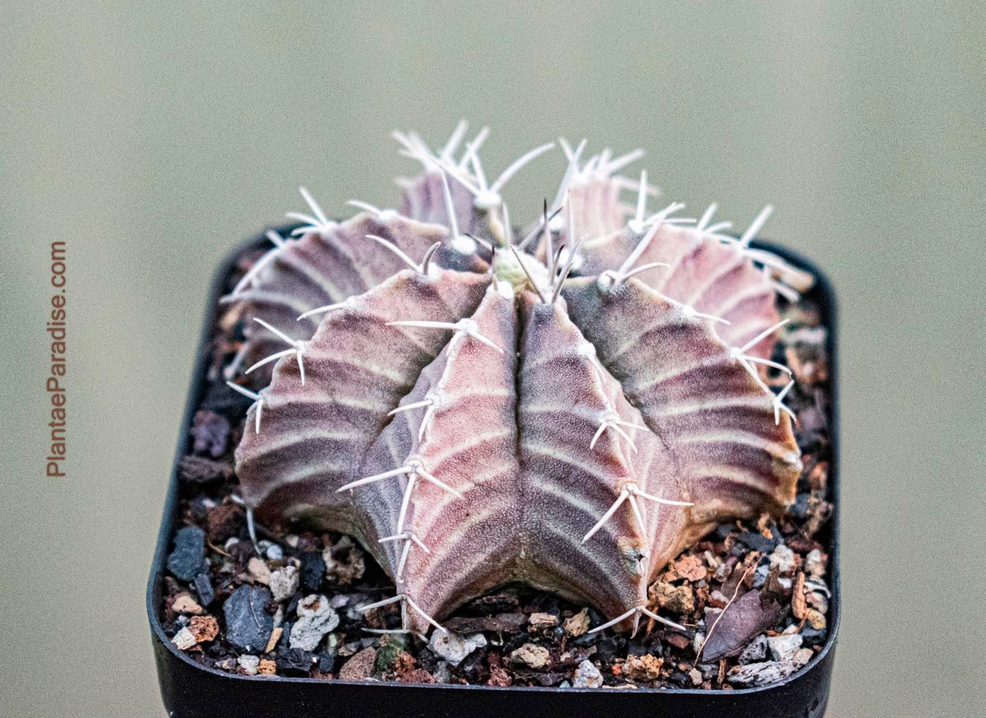 obi monstera Monstera adansonii var. laniata