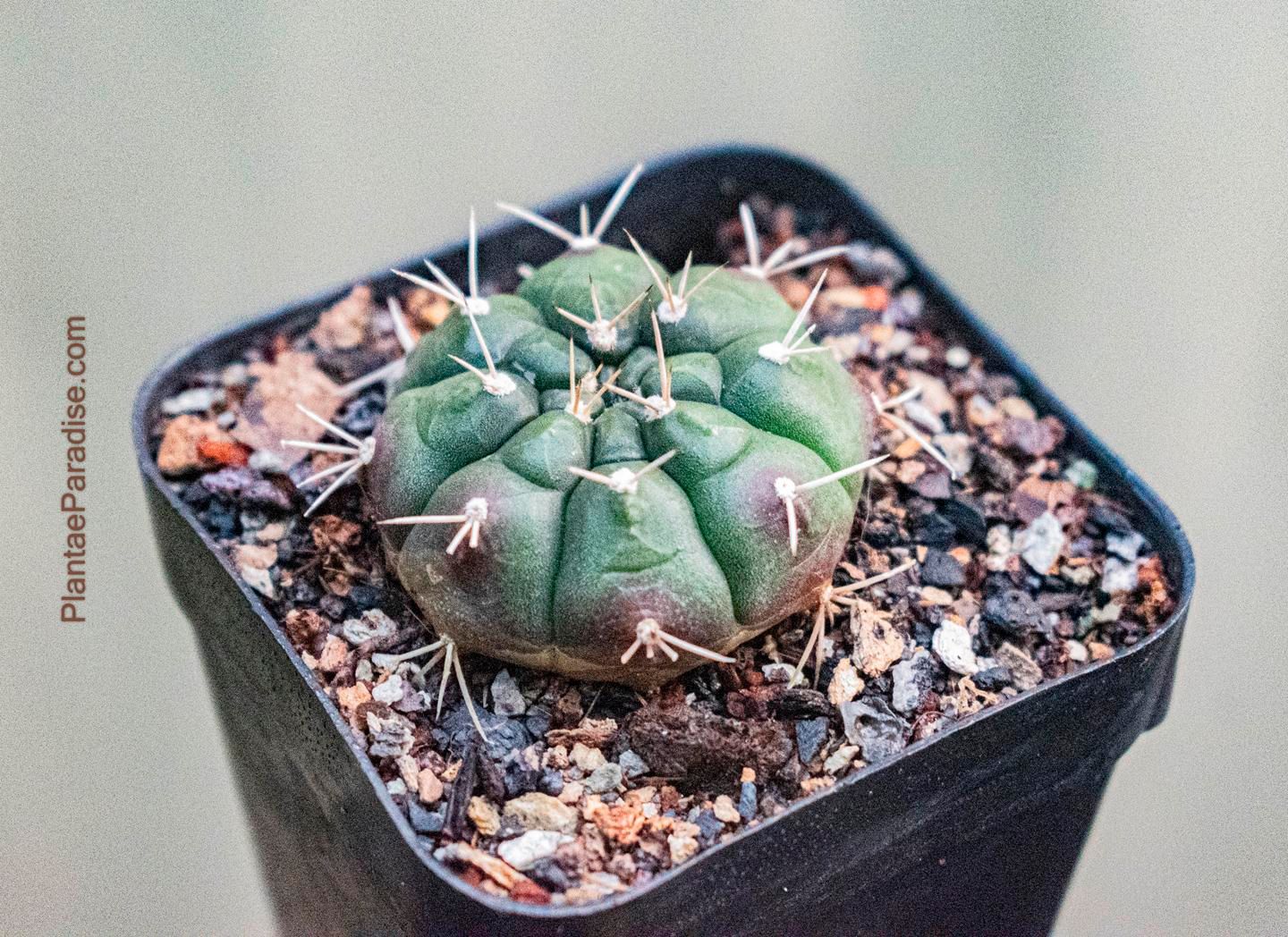 Gymnocalycium mihanovichii var proliferum