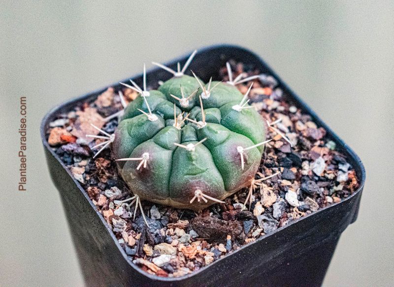 Gymnocalycium mihanovichii var proliferum Gymnocalycium mihanovichii var proliferum