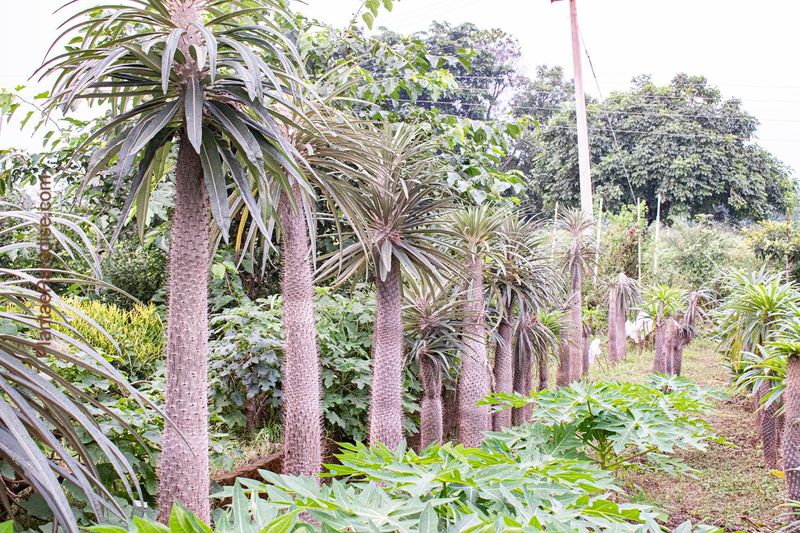 Pachypodium geayii - The Madagascar Palm
