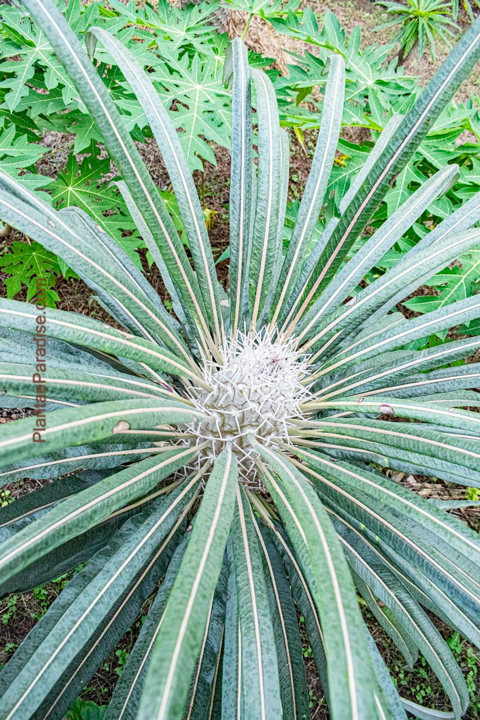 Pachypodium geayii - The Madagascar Palm
