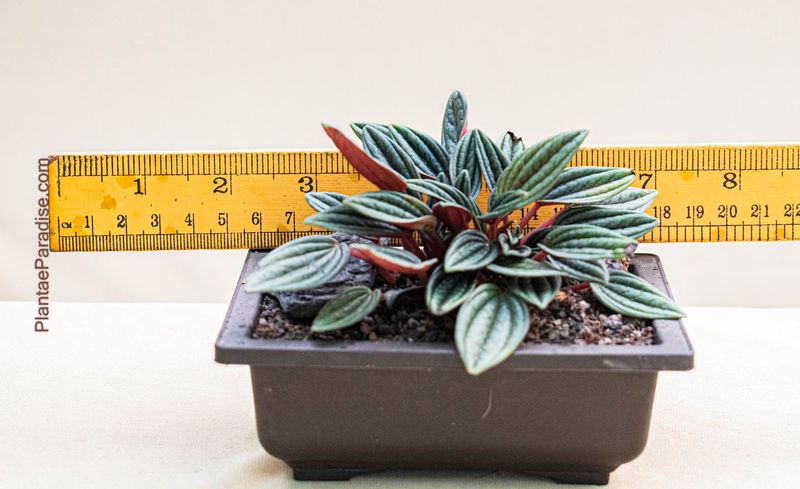 Peperomia rosso