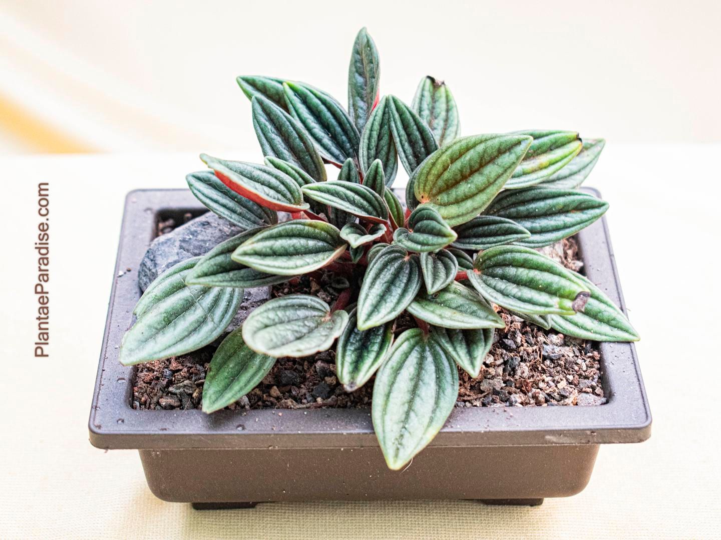 Peperomia rosso
