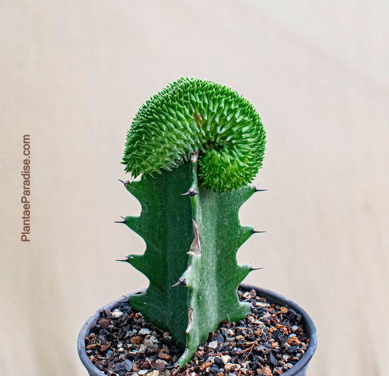 Euphorbia Suzzane Pine Crest Euphorbia Suzzane Pine Crest