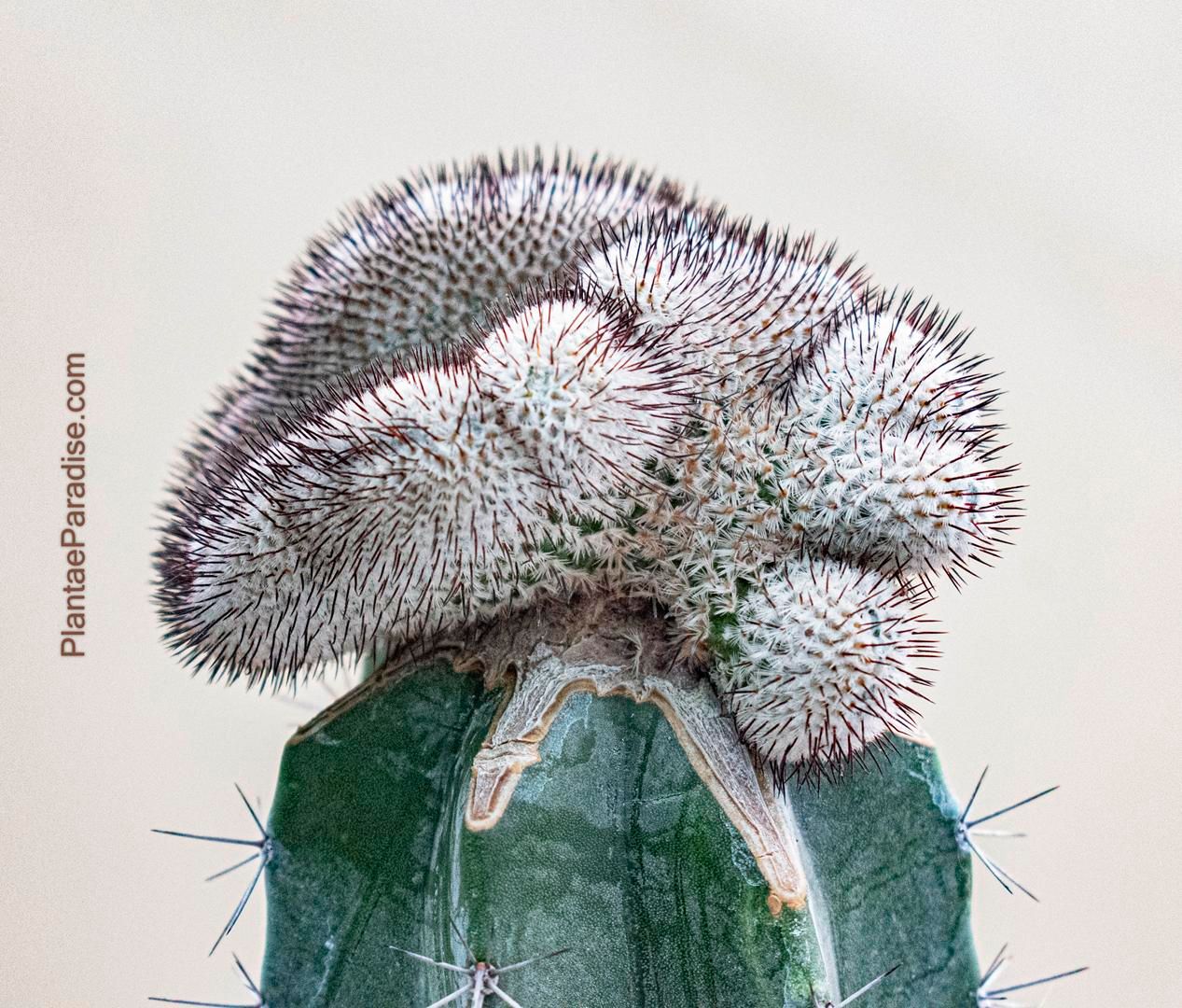 Mammillaria perezdelarosae subs. andersoniana crest