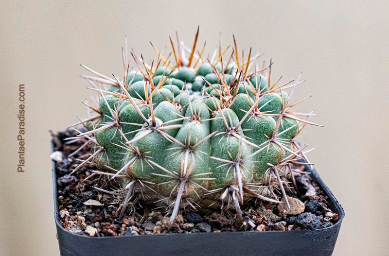 Parodia (Notocactus) Mammulosa Ssp. Submammulosus