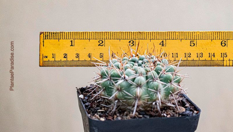 Parodia (Notocactus) Mammulosa Ssp. Submammulosus