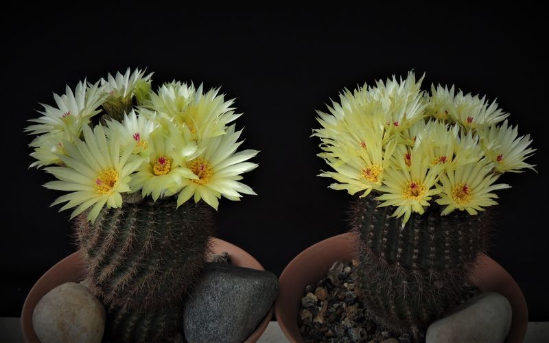 Notocactus Eugeniae Van Vliet