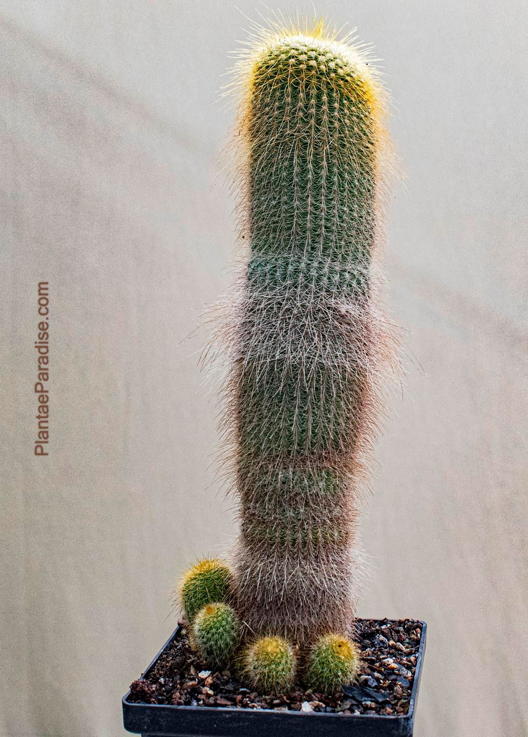 Notocactus leninghausii syn Eriocactus leninghausii Notocactus leninghausii syn Eriocactus leninghausii