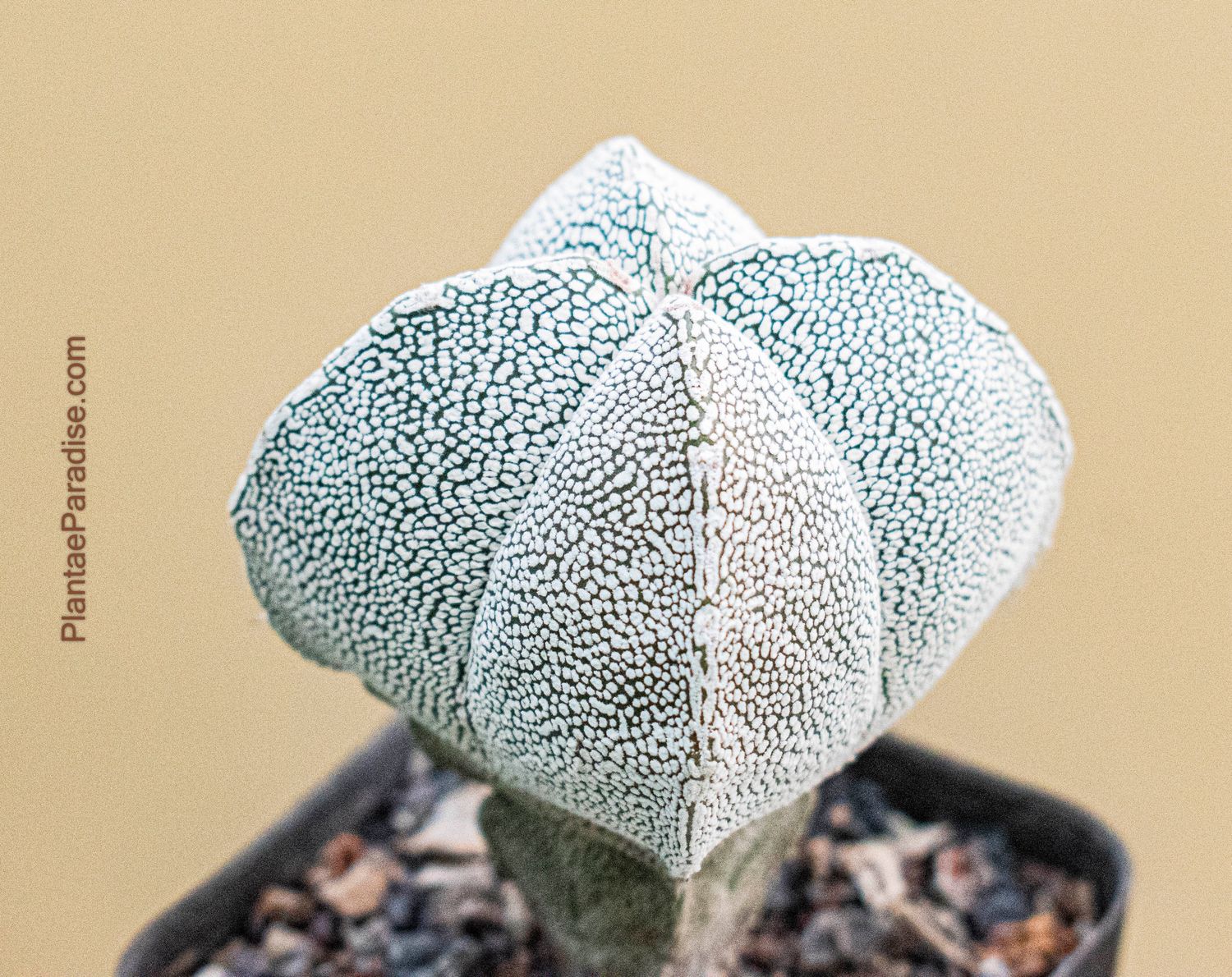 Astrophytum myriostigma cv ONZUKA QUADRICOSTATUM - Top View