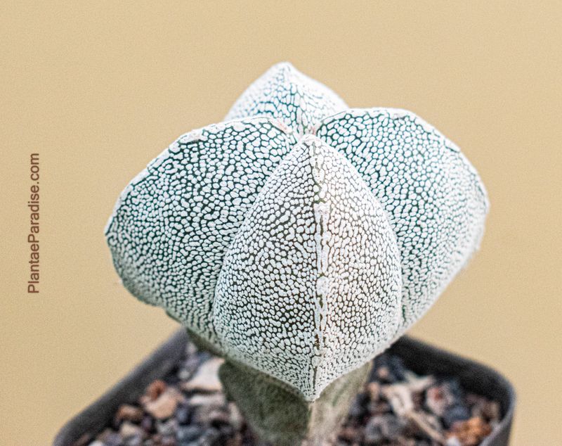 Astrophytum myriostigma cv ONZUKA QUADRICOSTATUM - Top View