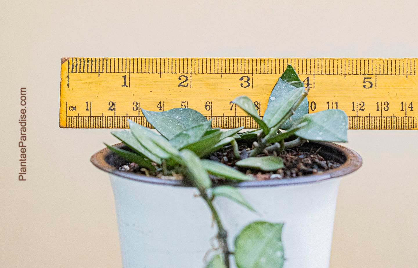 Hoya Krohniana 'Eskimo'