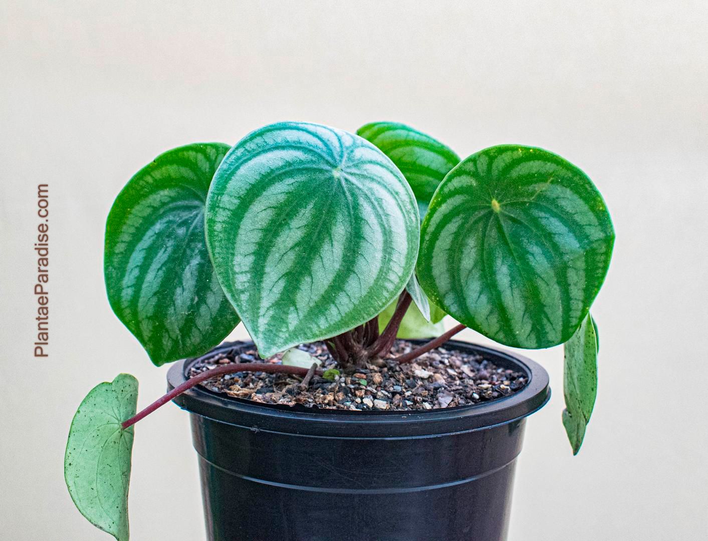 Peperomia argyreia, Watermelon peperomia Peperomia argyreia, Watermelon peperomia