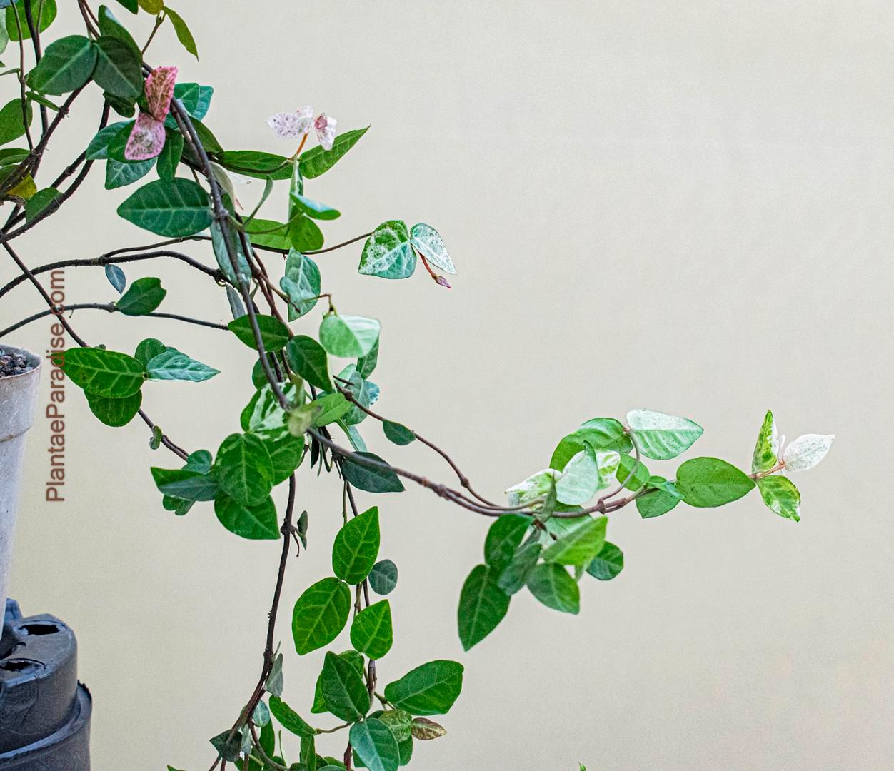 Tricolor Asiatic Jasmine (Trachelospermum asiaticum 'Tricolor'), 'Snow-N-Summer' Tricolor Asiatic Jasmine (Trachelospermum asiaticum 'Tricolor'), 'Snow-N-Summer'