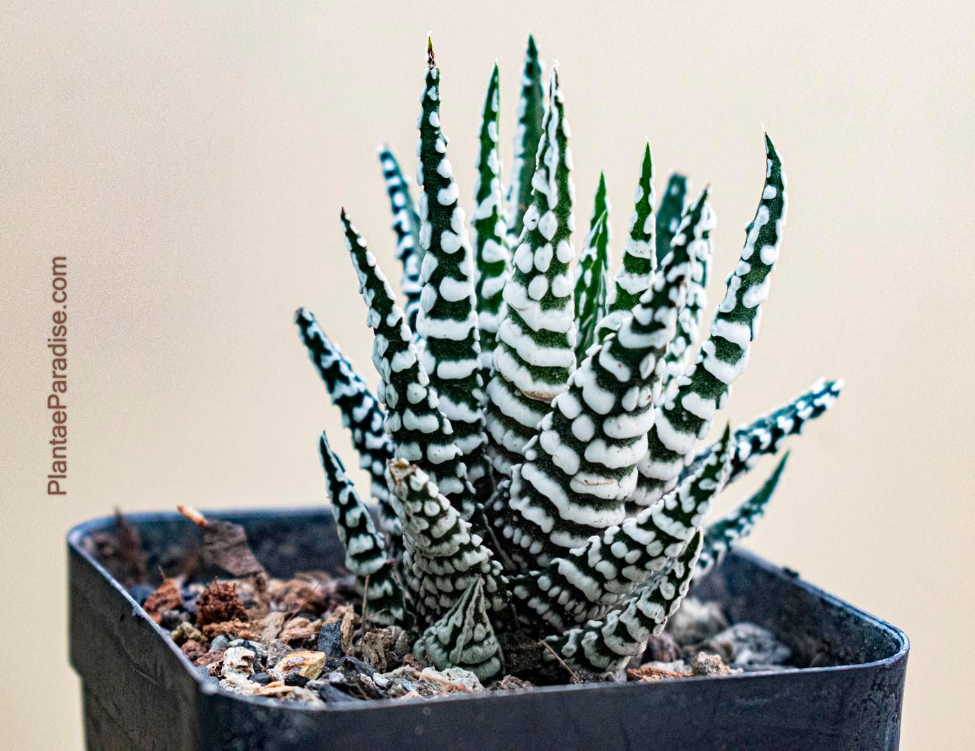 Haworthia attenuata cv Super wide zebra