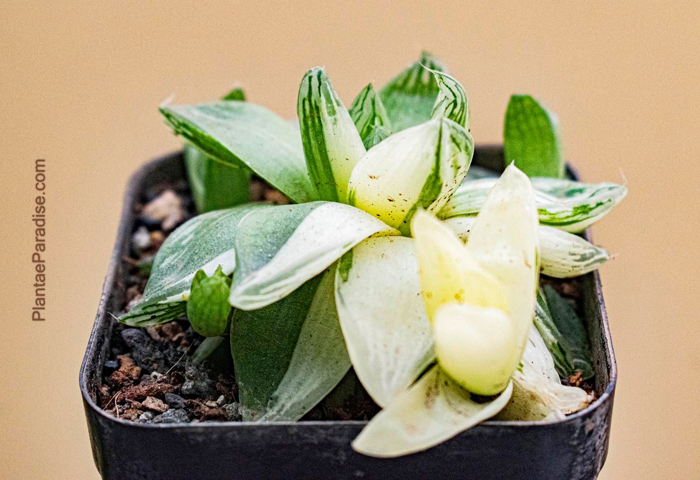 Haworthia cymbiformis variegated