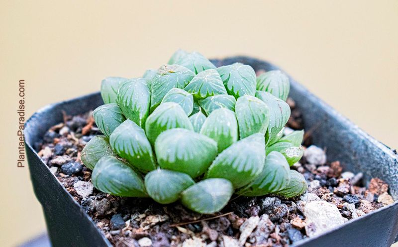 Haworthia cv black obtusa