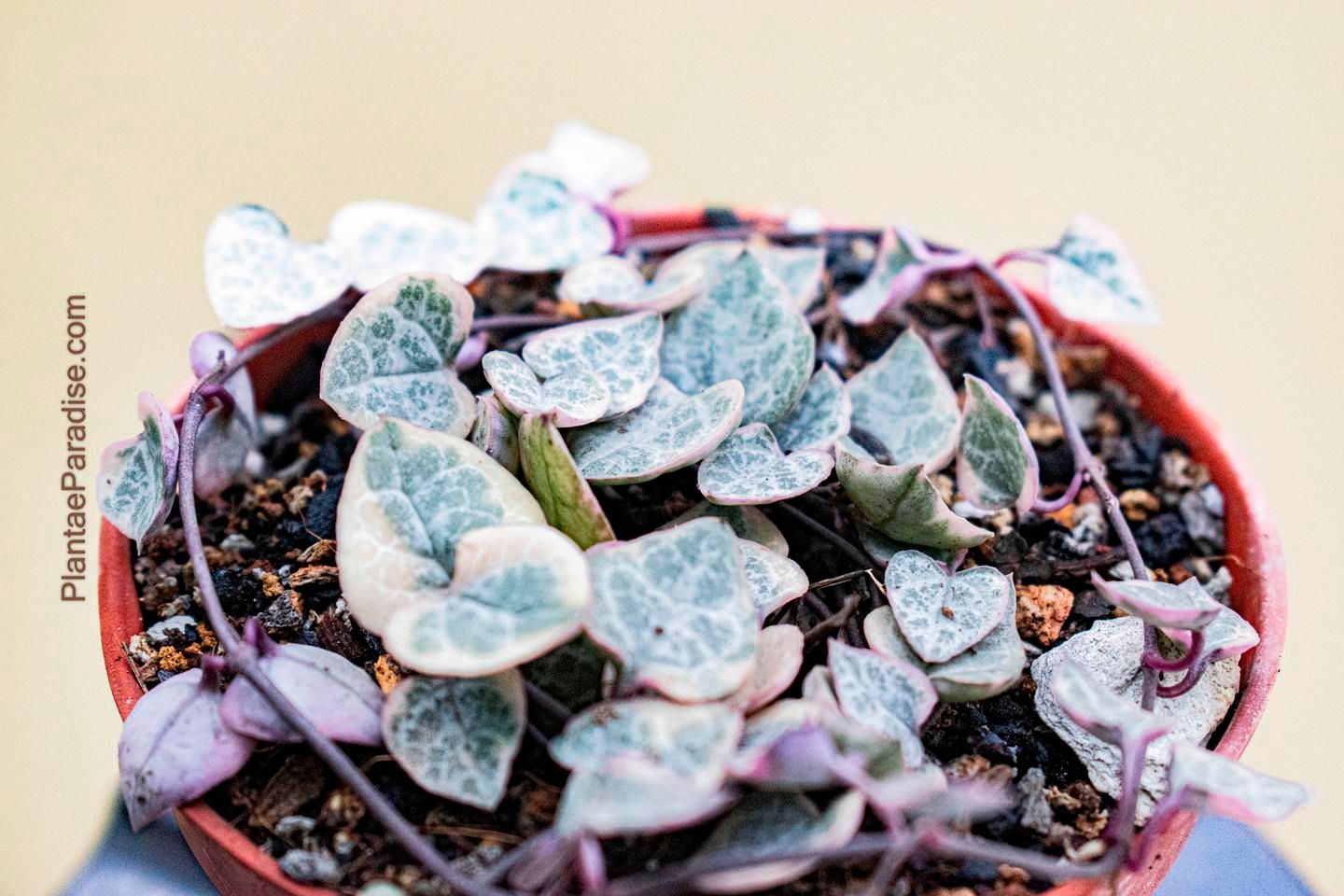 Ceropegia woodii variegata Variegated string of hearts