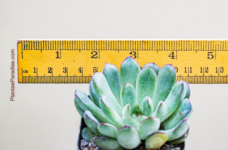 Echeveria pulidonis 'Red Tip'