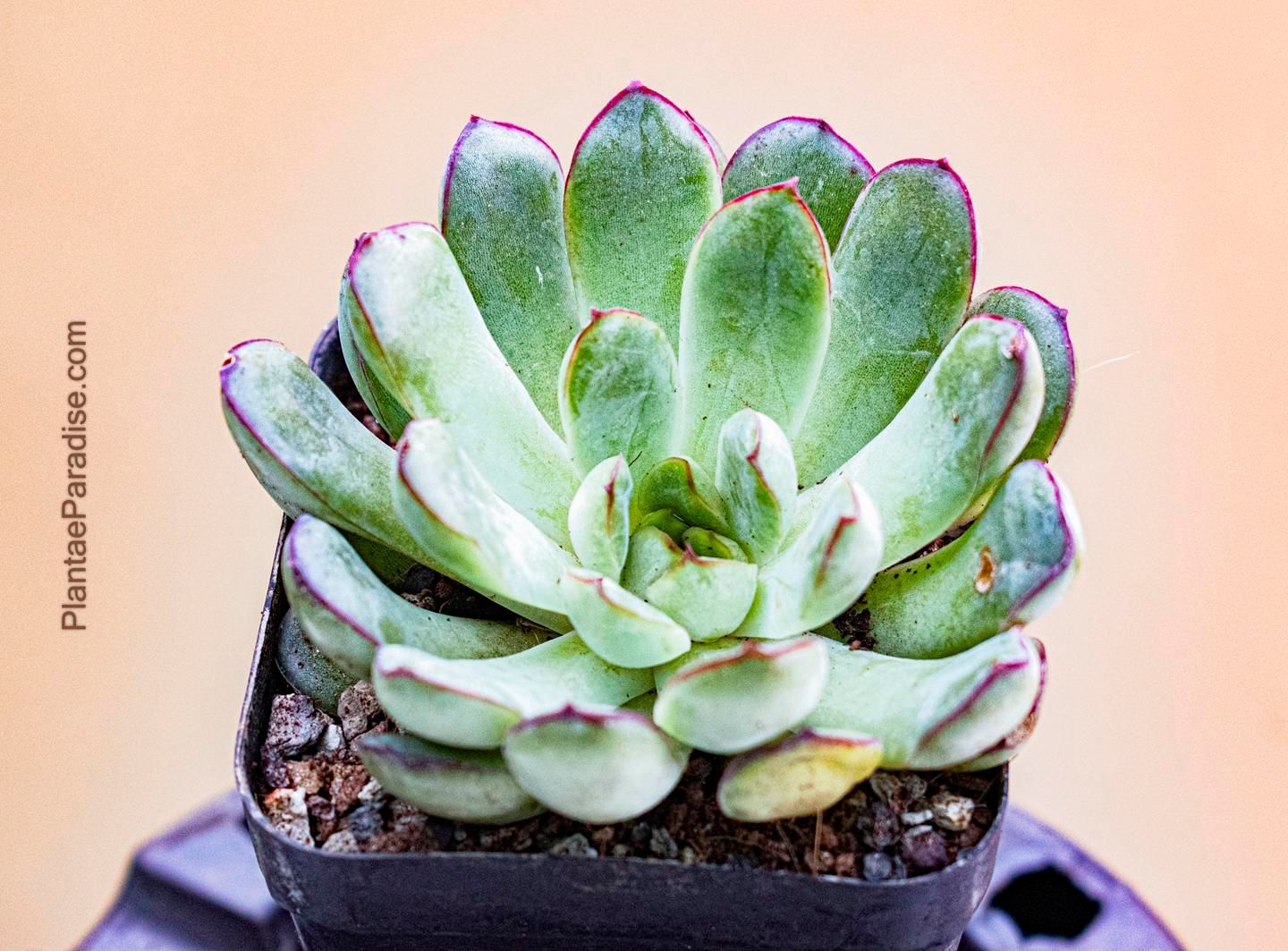 Echeveria pulidonis 'Red Tip'