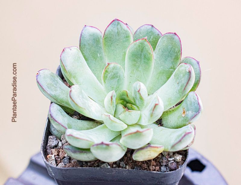 Echeveria pulidonis 'Red Tip' angled side view