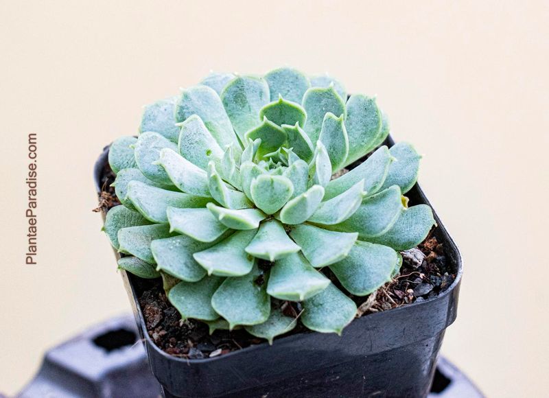 Echeveria elegans Echeveria elegans