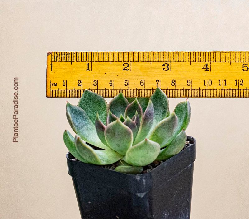 Echeveria sp