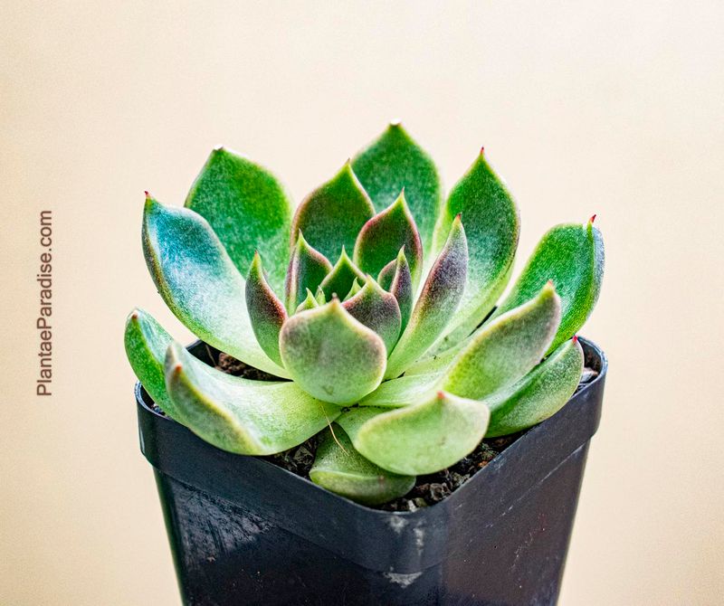 Echeveria sp Echeveria sp