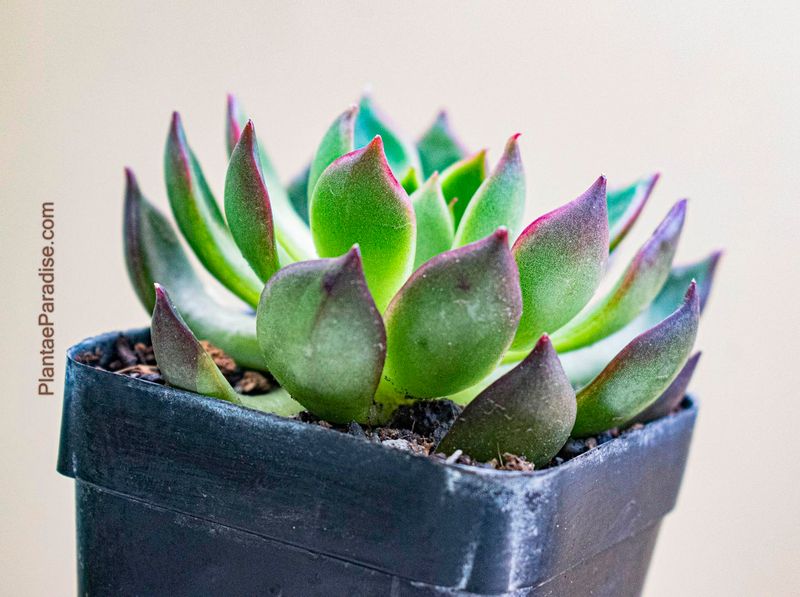Echeveria agavoides Lipstick Echeveria agavoides Lipstick
