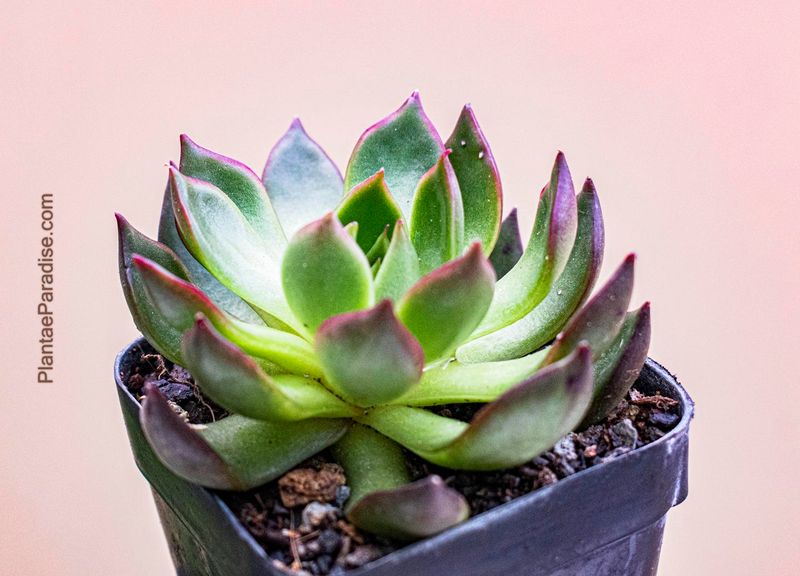Echeveria agavoides Lipstick
