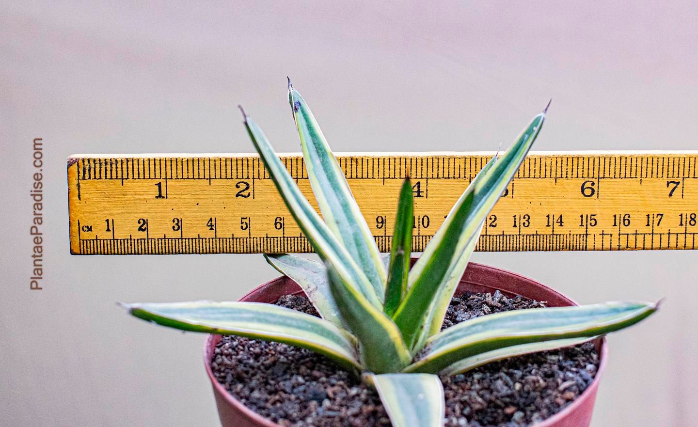 ★送料無料★Agave victoriae-reginae 'Kazo Bana' アガベ 笹の雪 輝山★肉厚短葉で濃白ペンキ！ワイルドな古株で大株！ Agave victoriae-reginae cv. Kazo Bana