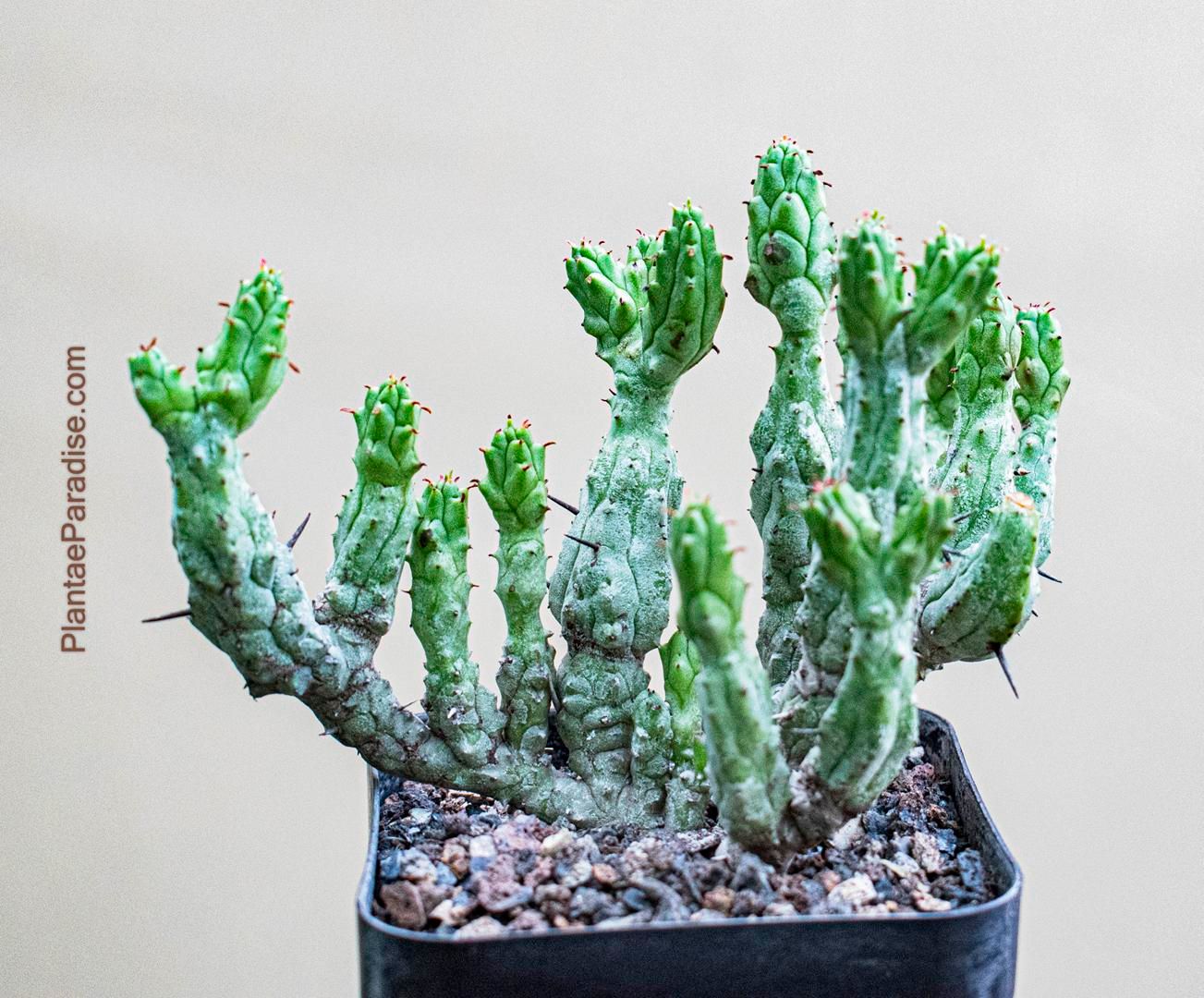 Euphorbia enopla monstrosa
