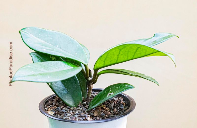 Hoya densifolia