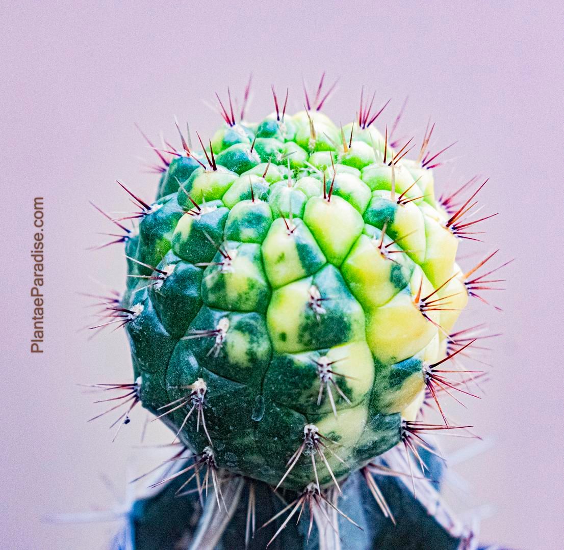 Matucana aurantiaca variegated