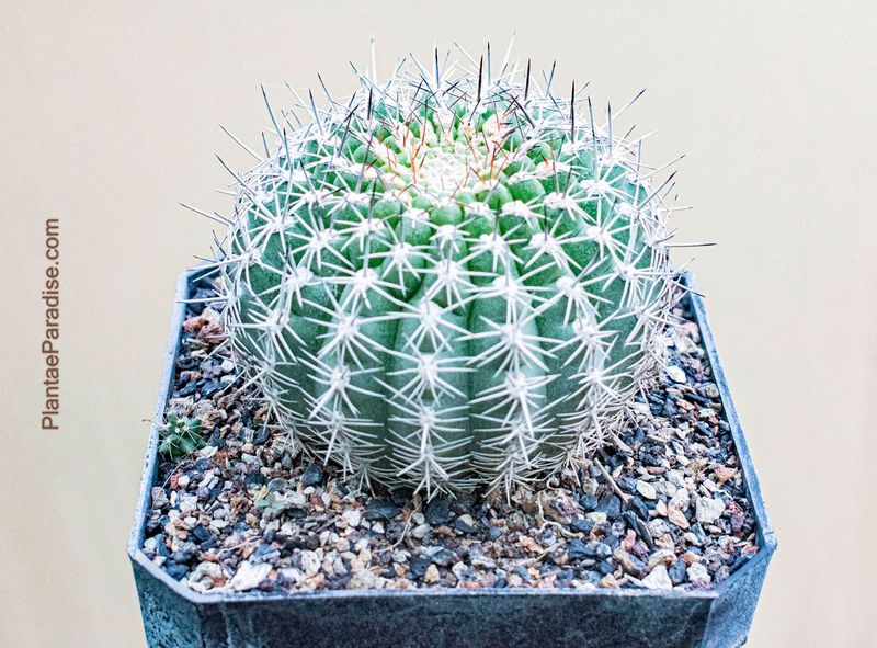 Matucana Haynei Subs. Myriacantha front view