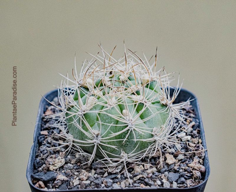 Weingartia Lanata (Rebutia neocumingii subs. lanata)