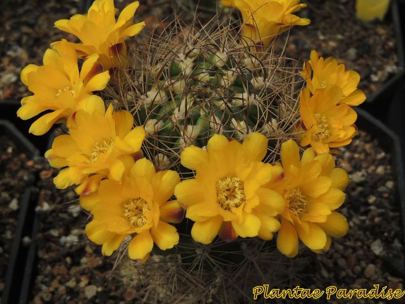 Weingartia lanata (Orange Flr)