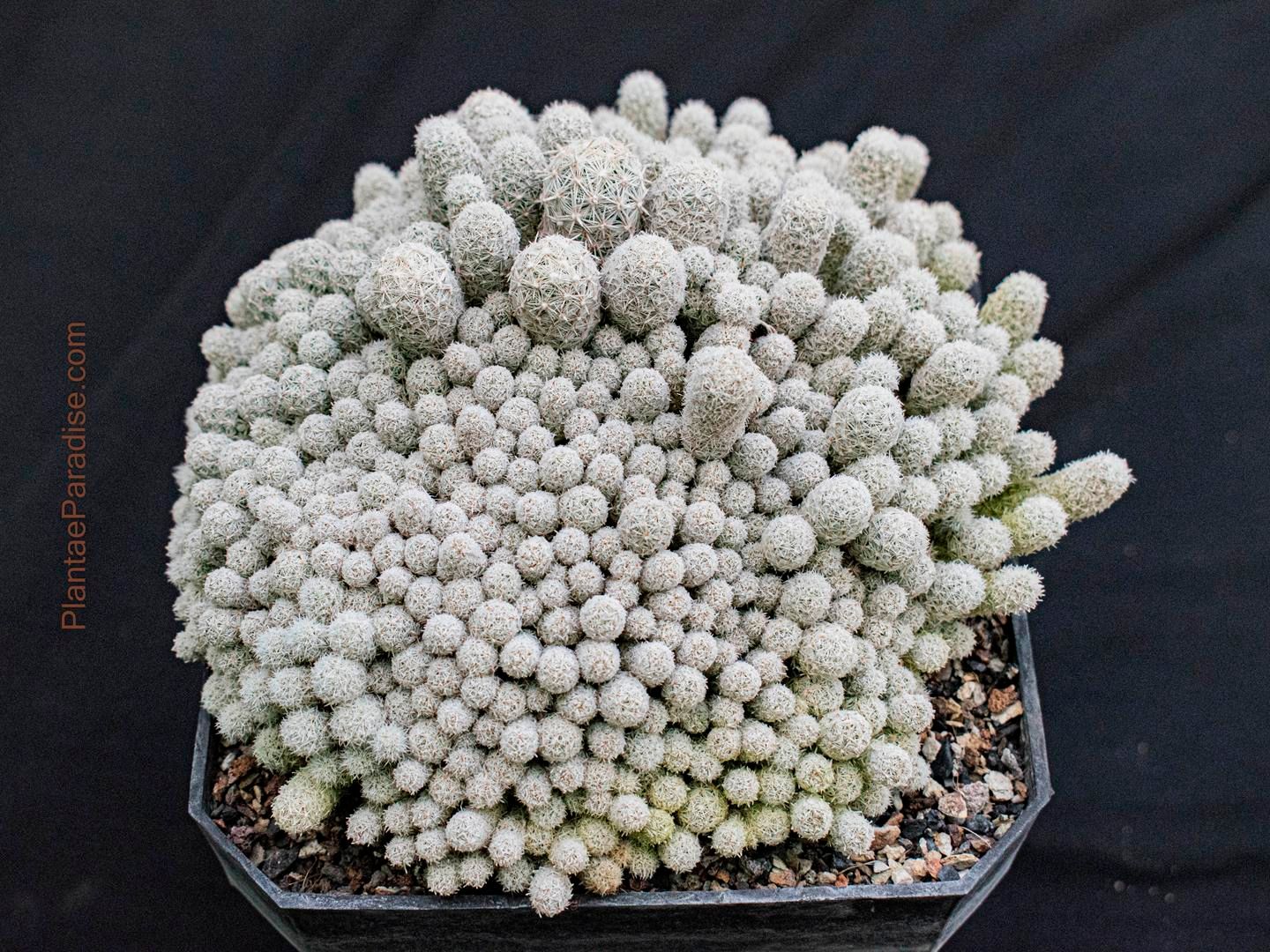 Escobaria sneedii var. sneedii