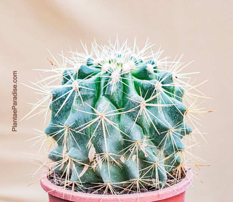 Echinocactus grusonii (Golden Barrel Cactus)
