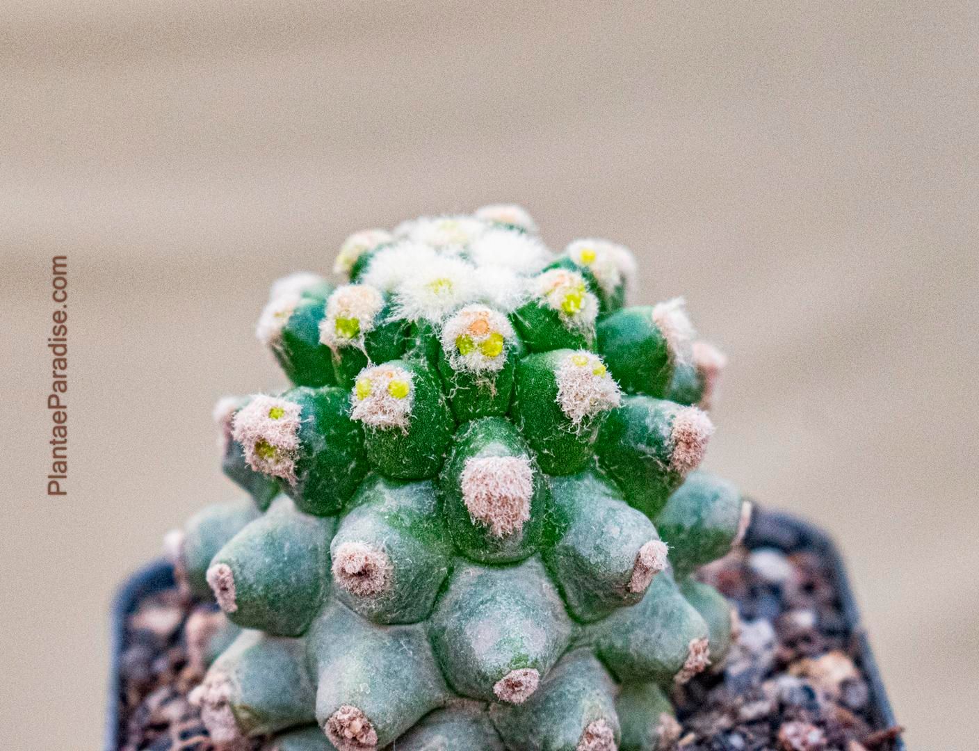 Echinocactus grusonii var. inermis Monstrose