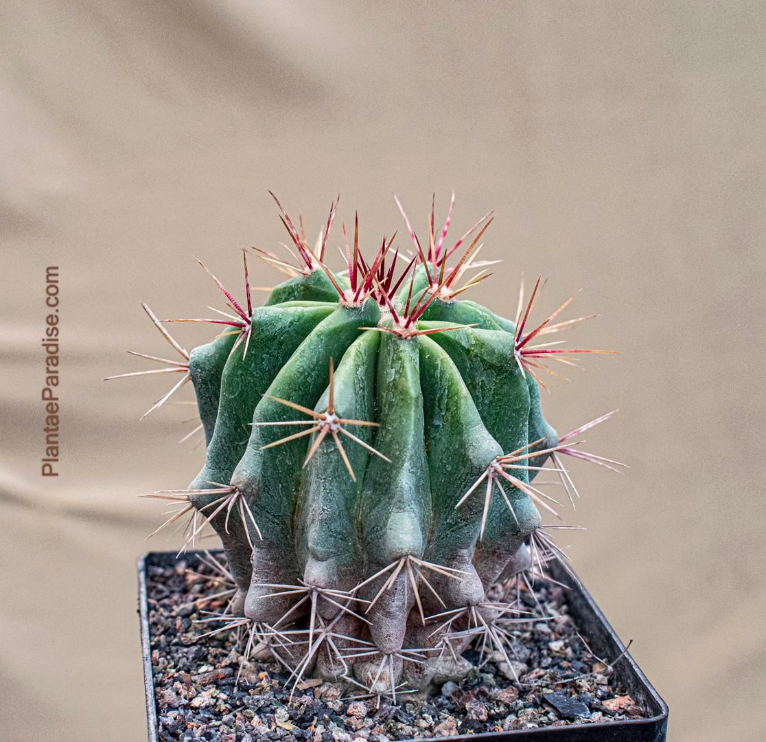 Ferocactus Gracilis Ssp. Gatesii Ferocactus Gracilis Ssp. Gatesii