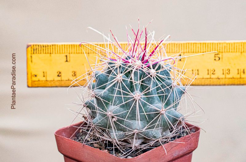 Ferocactus hamatacanthus ssp. sinuatus