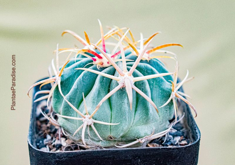 Ferocactus Latispinus (Yellow Spines)