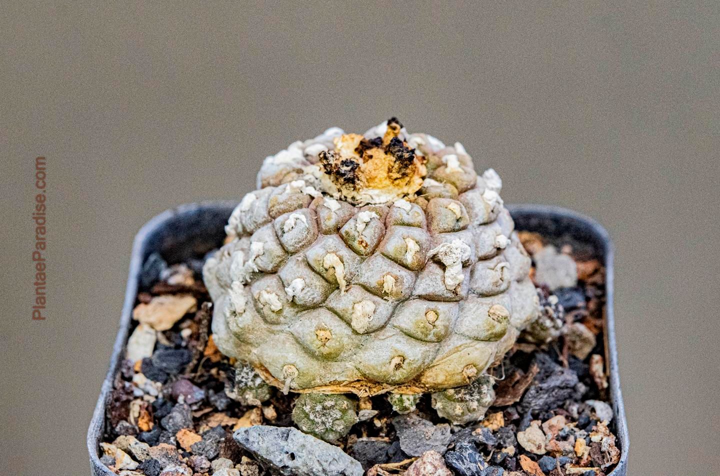 
Copiapoa Hypogaea Var. Barquitensis Lizard Skin Cactus - Top View 

