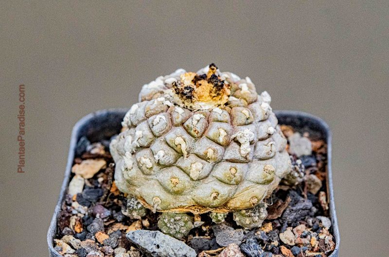 
Copiapoa Hypogaea Var. Barquitensis Lizard Skin Cactus - Top View 
